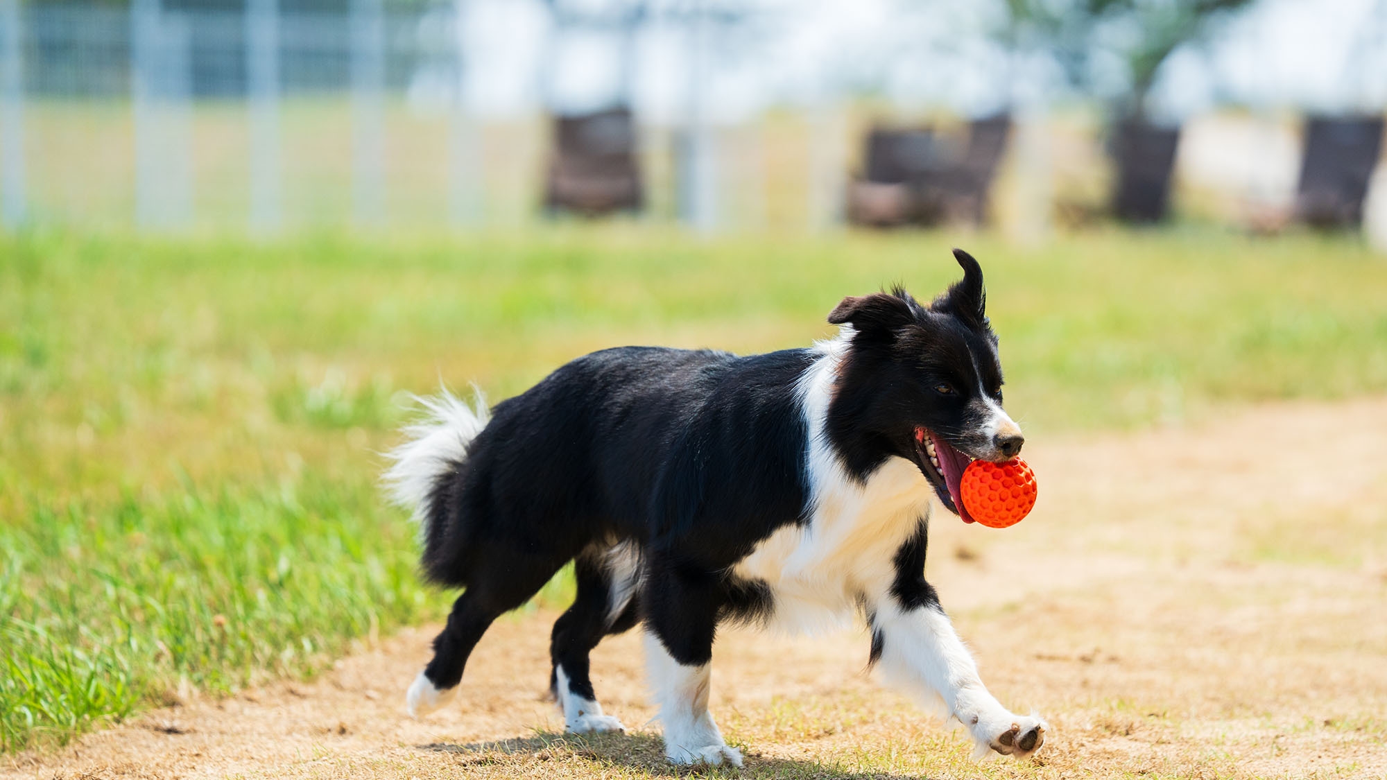 秋の特別プラン｜愛犬利用料半額＆嬉しい3大特典付き《くにさき特別コース》