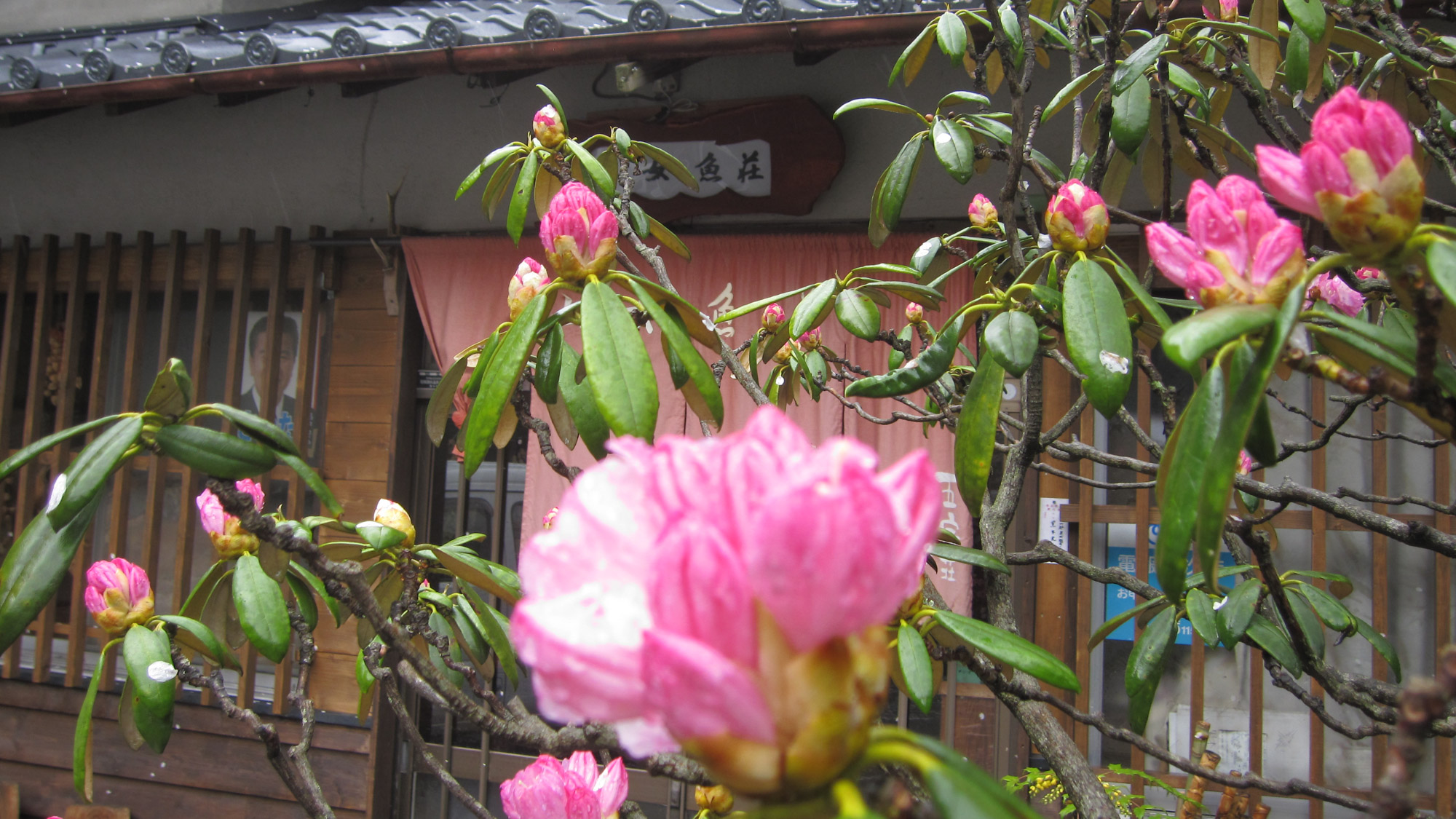 *【周辺】鮮やかな色の石楠花(シャクナゲ)が咲き誇ります。