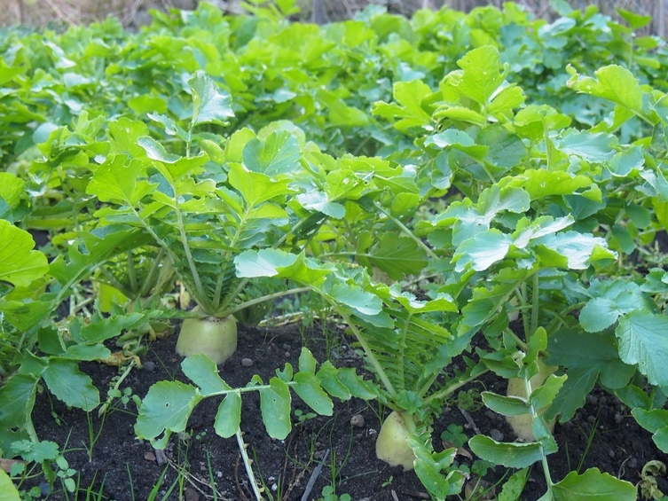 【車えびフェア】車えびしゃぶしゃぶフェアフ゜ラン（1月17日〜3月31日）【１泊２食付】【全室禁煙】