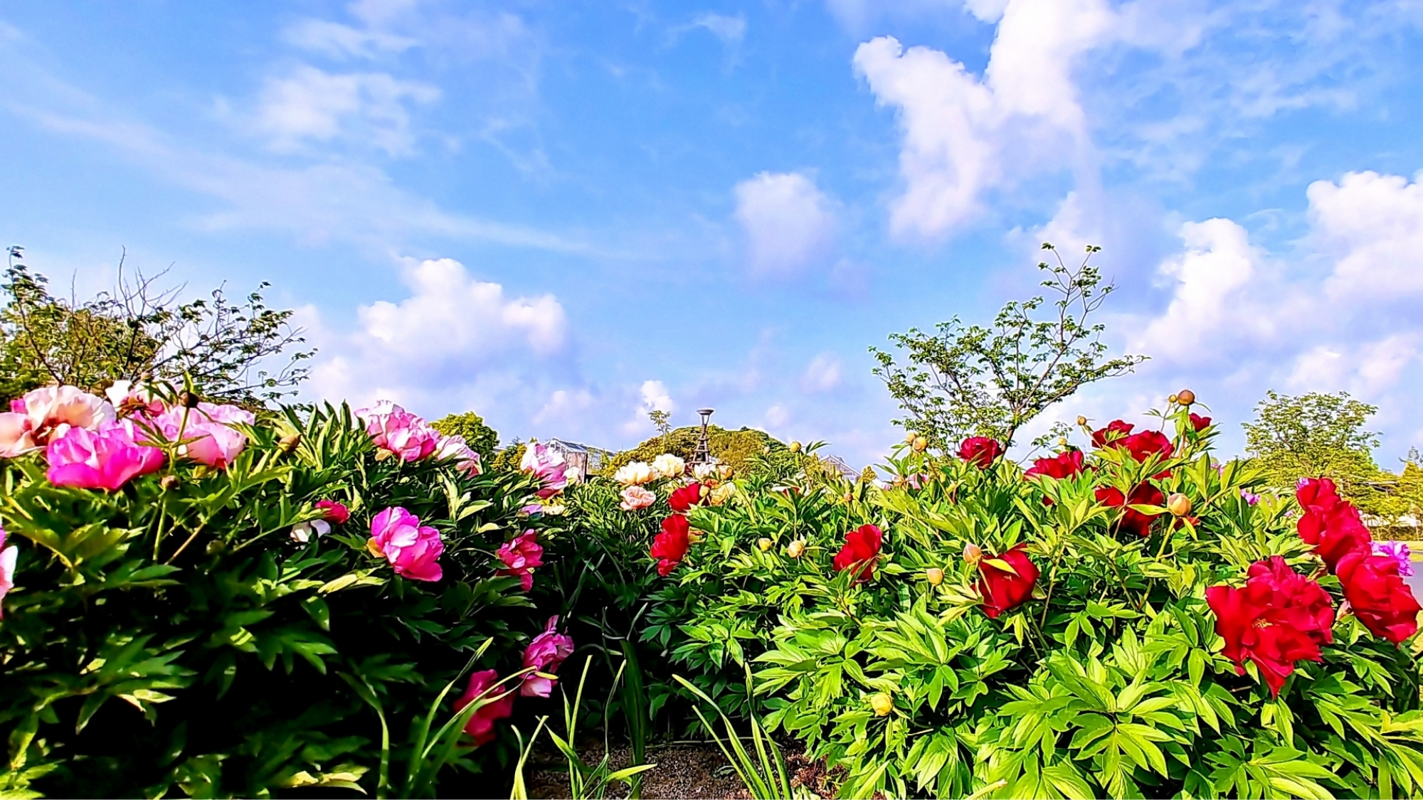 季節ごとに様々な花が楽しめる「しまね花の郷」5月は芍薬が見頃。