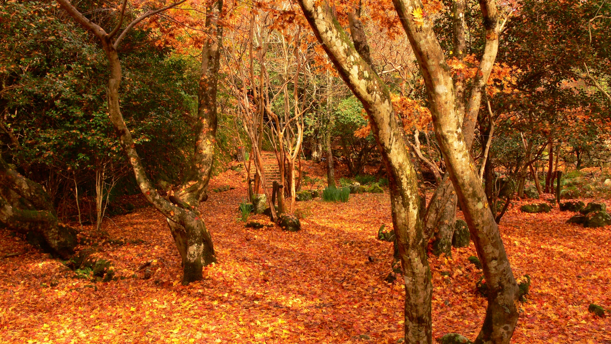 「鰐淵寺」深紅に染まる紅葉のじゅうたんとお堂にかけて続くトンネルが見事