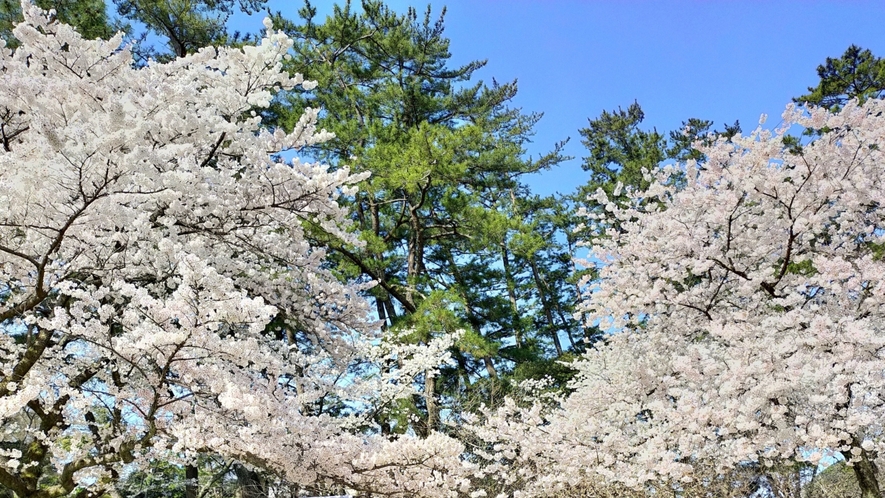 出雲大社神苑の桜は凛とした美しさ。