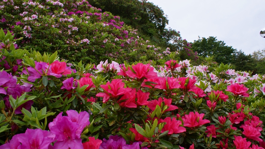 桜が終わったらつつじが咲き誇る斐川公園。