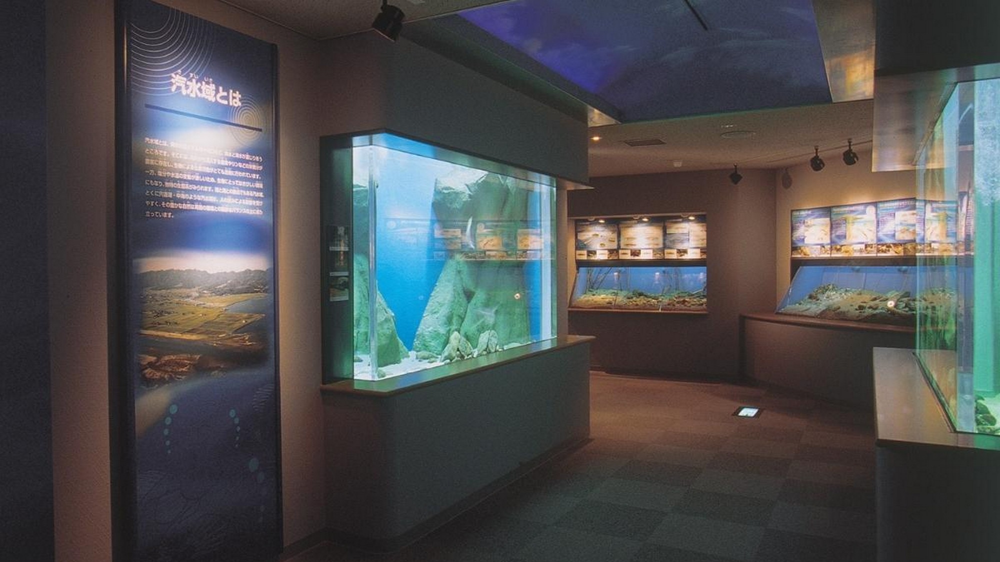 宍道湖自然館【ゴビウス】１８０種の島根の生き物が展示された水族館。宿からお車で２８分。