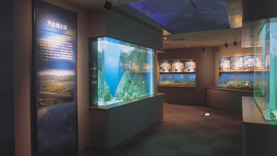 宍道湖自然館【ゴビウス】１８０種の島根の生き物が展示された水族館。宿からお車で２８分。