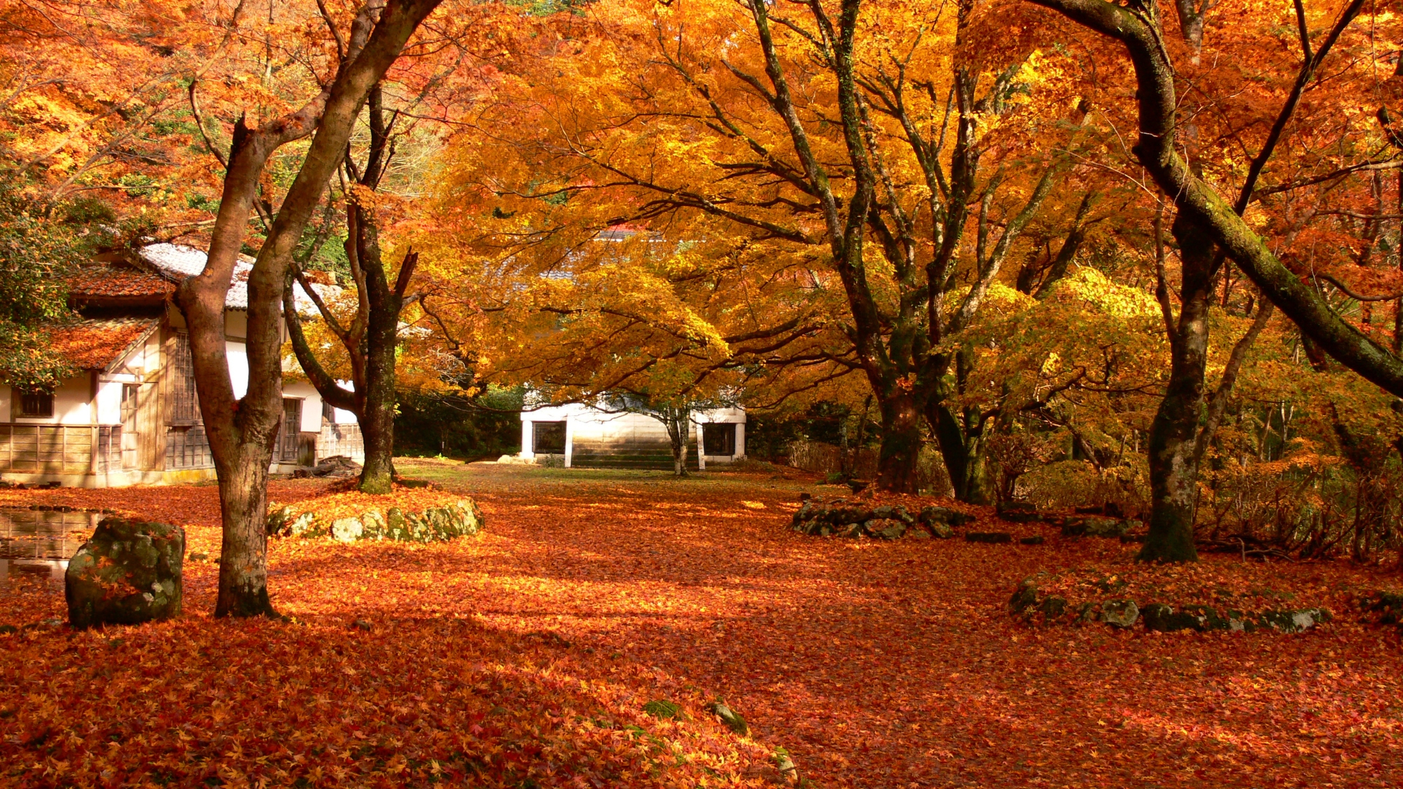 大自然に囲まれた古刹「鰐淵寺」神秘的な雰囲気の境内が紅葉シーズンには彩り鮮やかに。