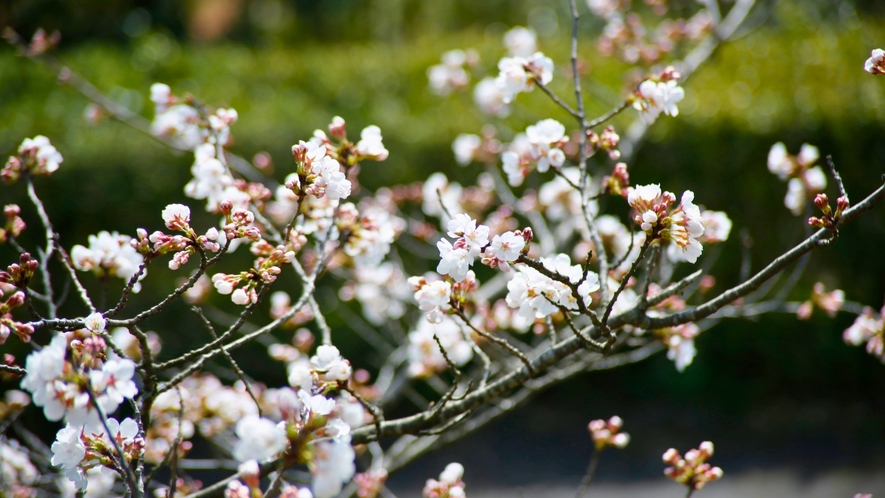 斐川町随一の花の名所「斐川公園」約千本の桜がお花見を楽しませくれます。