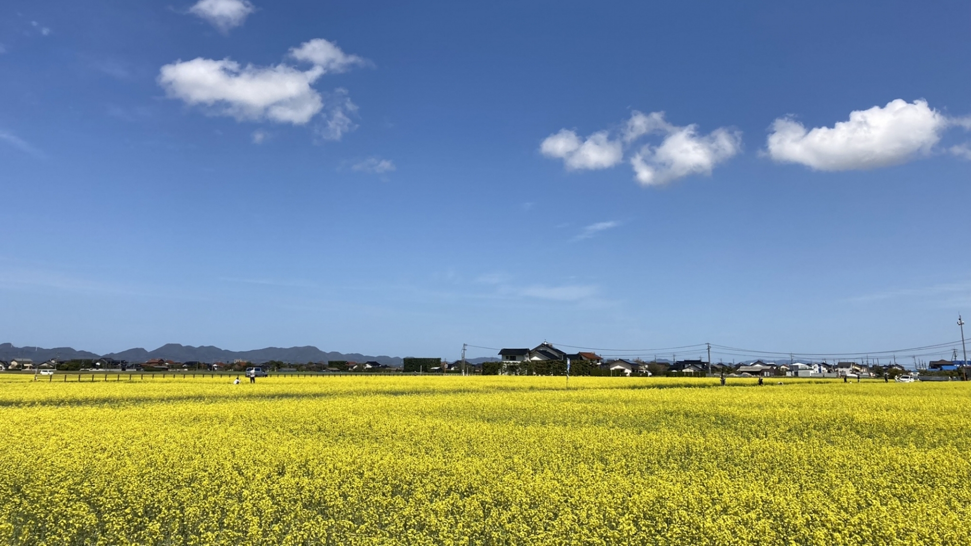 一面に広がる斐川町の菜の花畑。4月中旬ごろから見頃です。