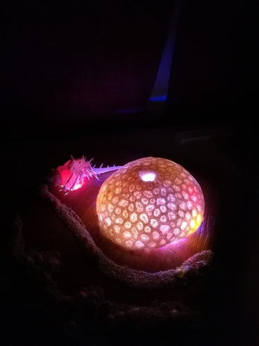 サンゴの灯り