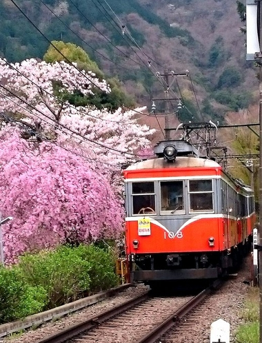 登山鉄道（春）