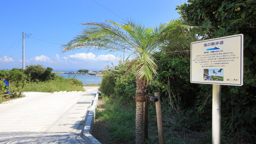 海岸へ続く風の散歩道