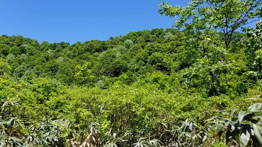 【周辺の風景（初夏）】周辺の山々は山菜の宝庫です。