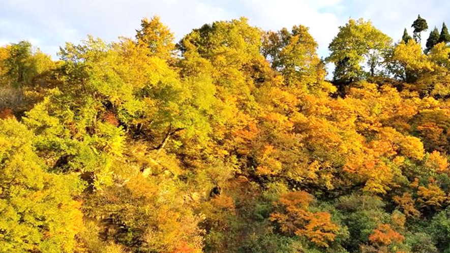 【宿の周辺風景（秋）】松之山温泉街に向かう道すがらの紅葉も素晴らしいです。