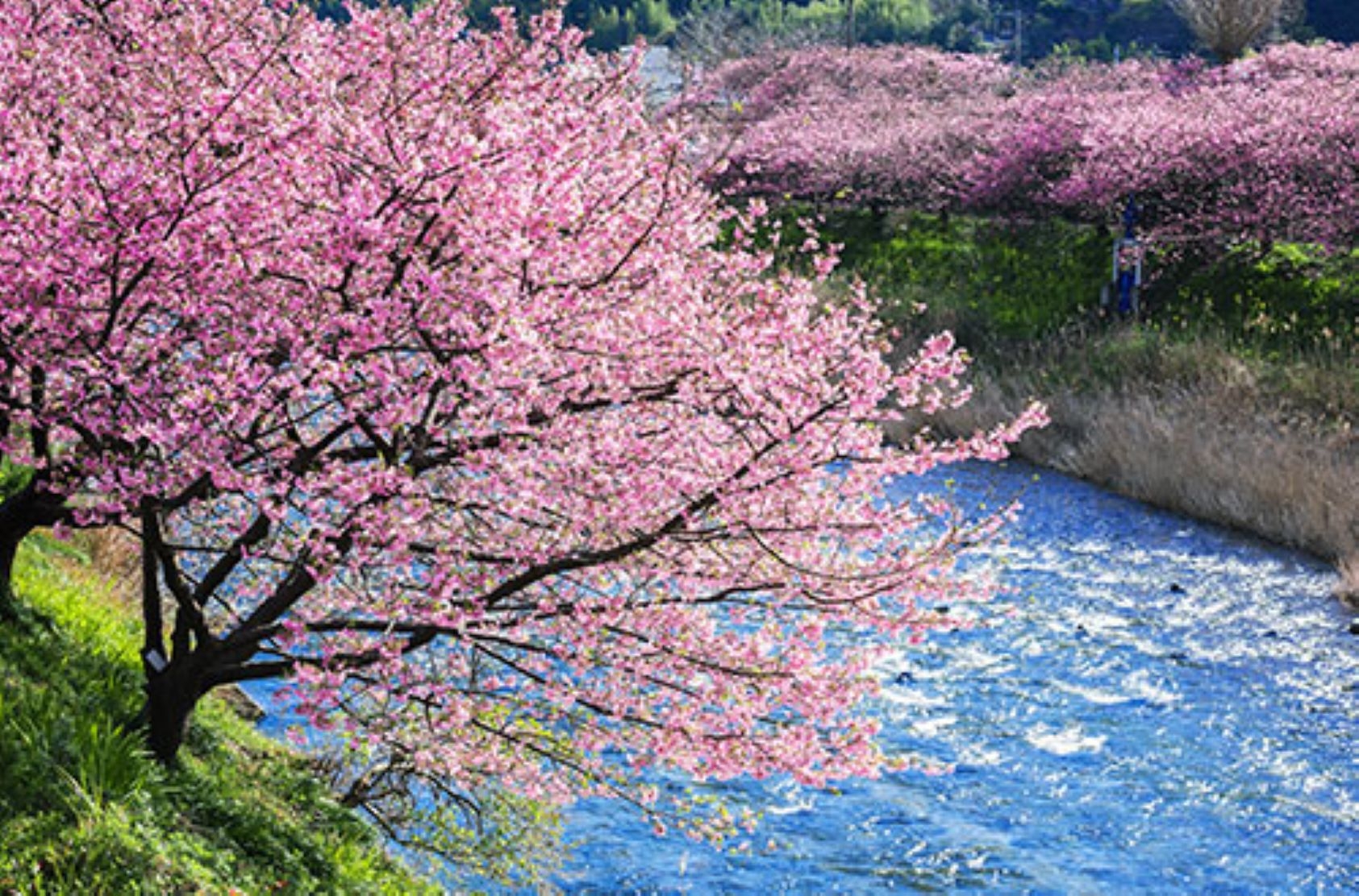 【期間限定】　河津さくらと春の味覚プラン