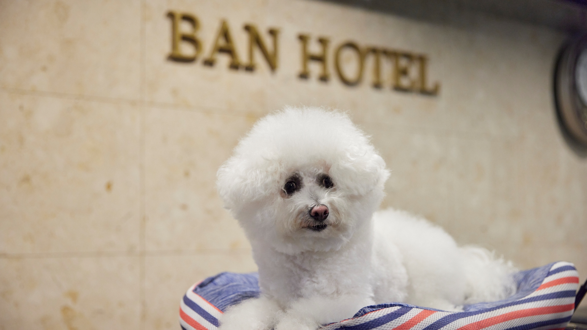 【フロント】看板犬ツキジロー副支配人「ワンダフルな滞在に、ワン！ワン！ようこそ！」