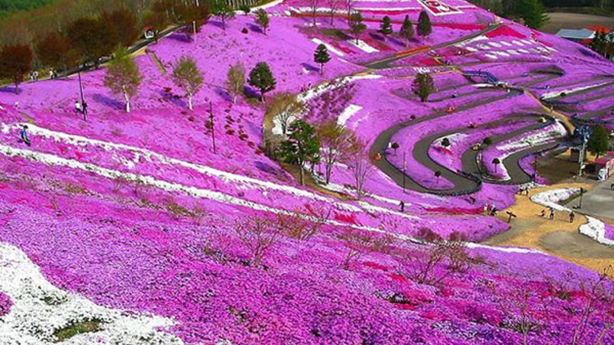 東藻琴芝桜公園