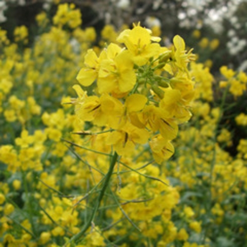 1000万本の菜の花が咲き乱れる春の四万十へ♪