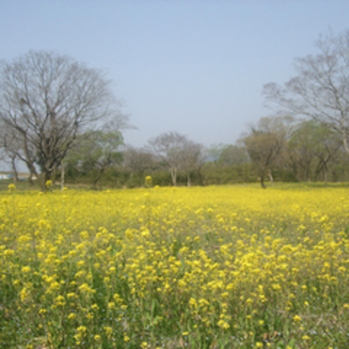 1000万本の菜の花が咲き乱れる春の四万十へ♪