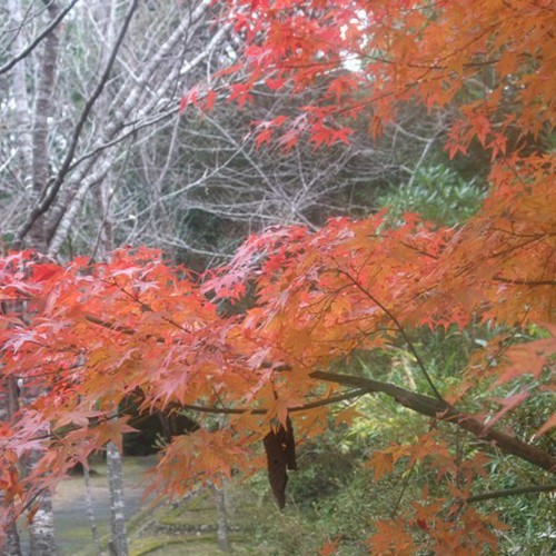 近隣の為松公園(紅葉)