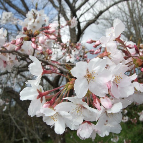 裏庭の桜