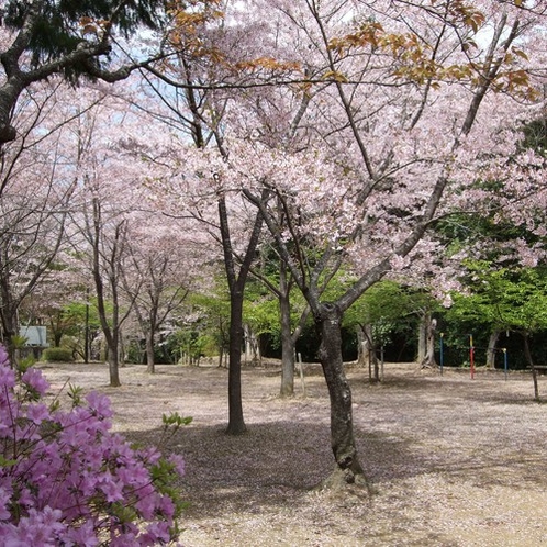 近隣の為松公園(桜)