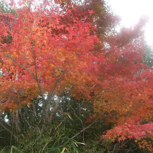 近隣の為松公園(紅葉)