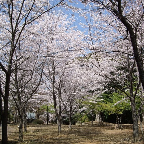 近隣の為松公園(桜)