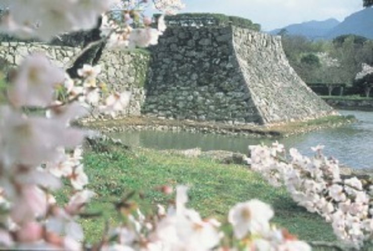 萩城跡桜