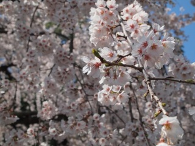 満開の桜