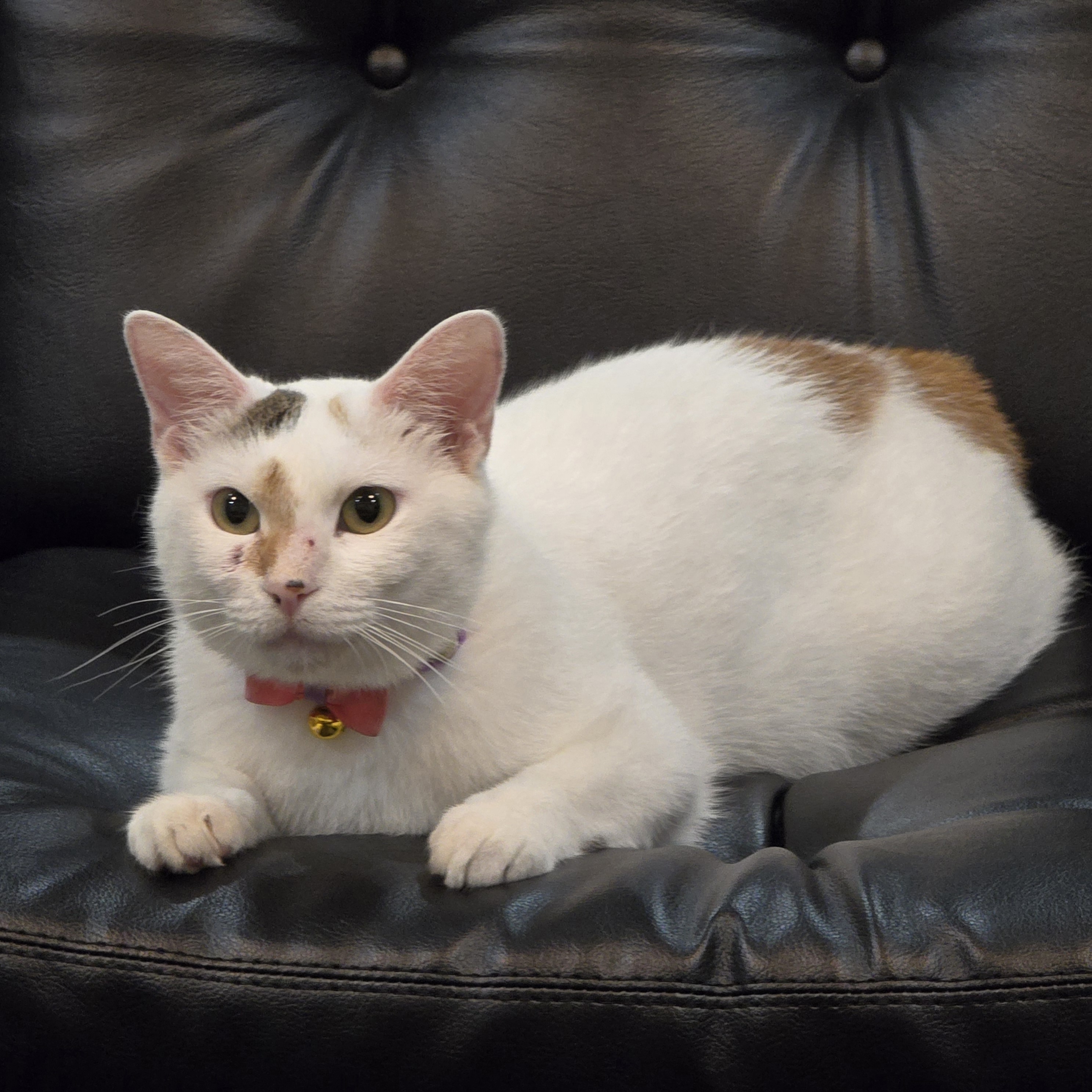 ソファーとはちみ