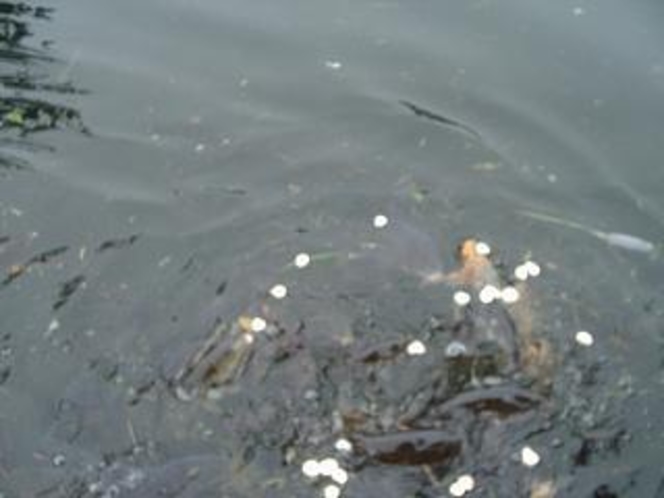 映山湖の鯉