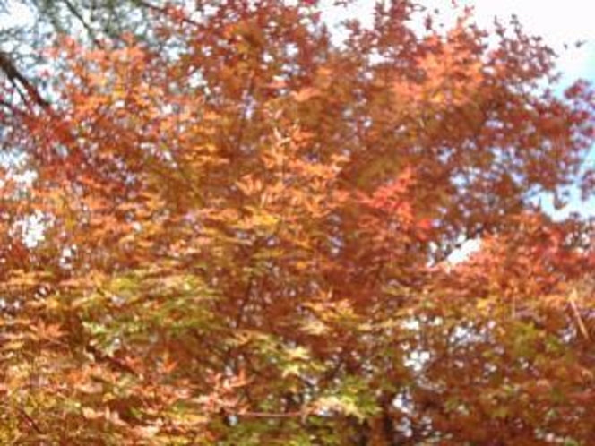 映山湖の紅葉