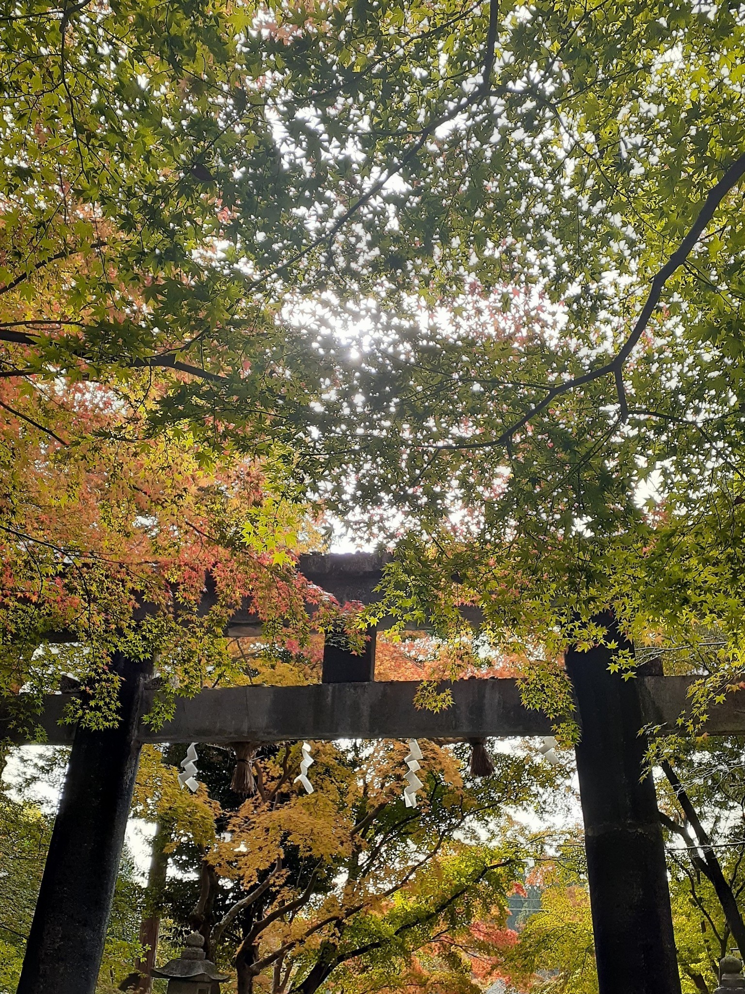 大原野神社2　秋