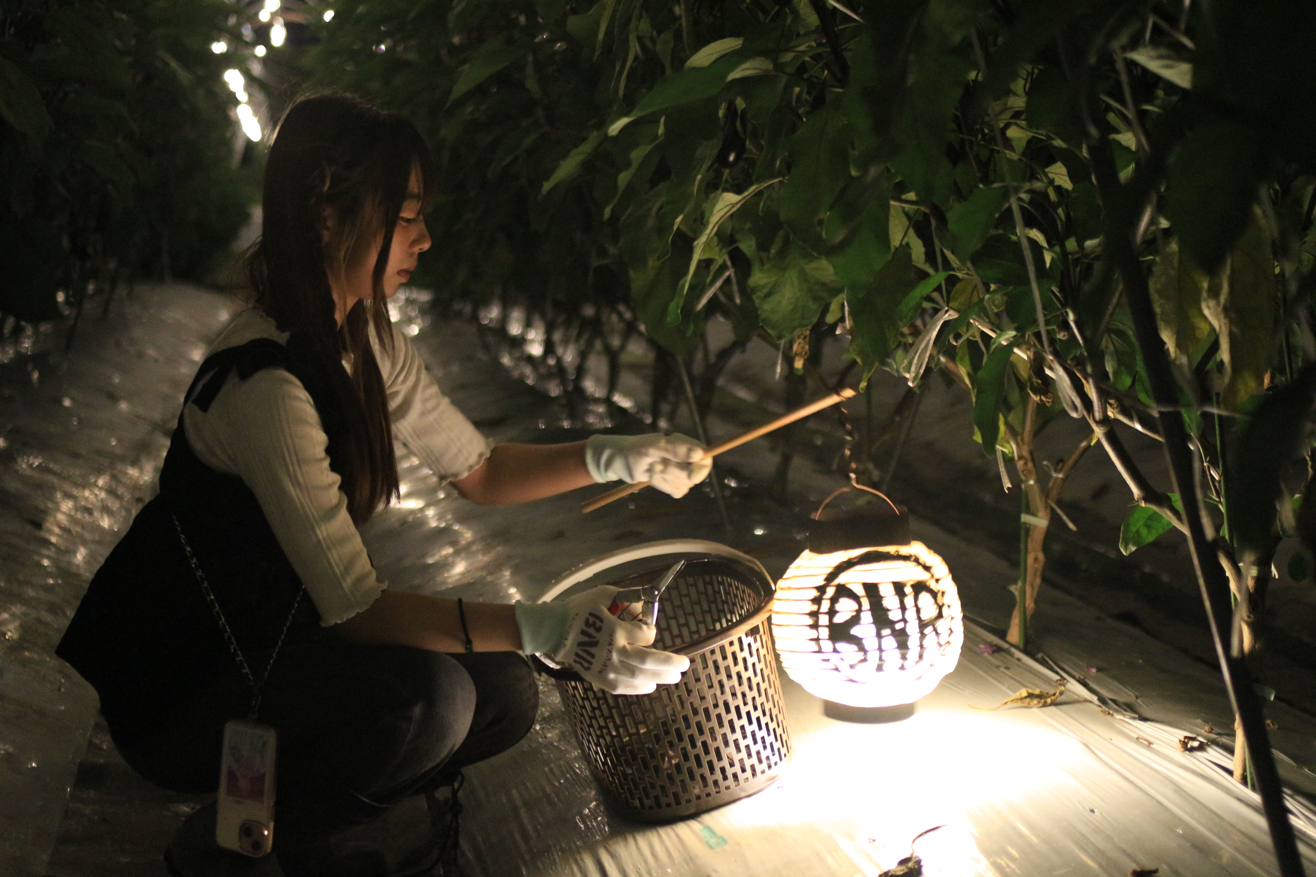 BNRナイトファームプラン5