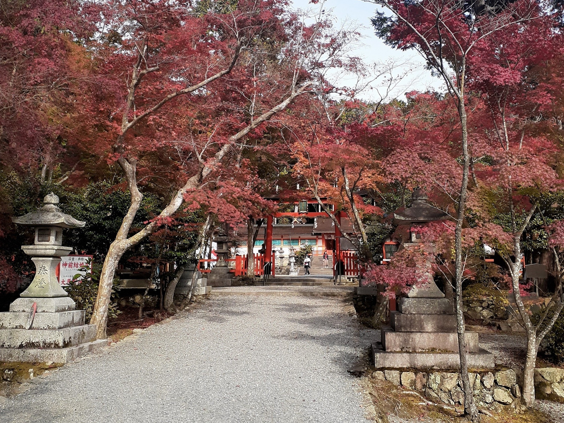 大原野神社4　秋