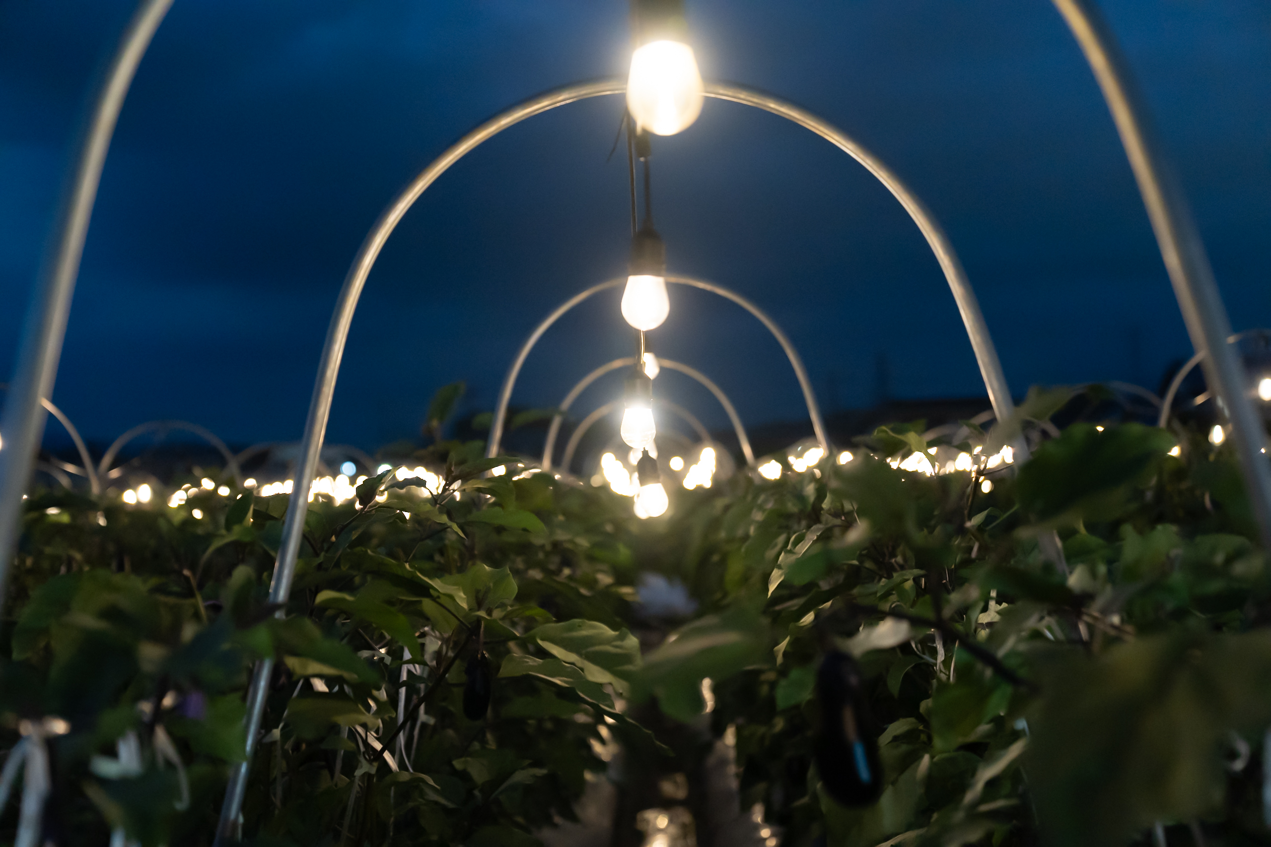 BNRナイトファームプラン4