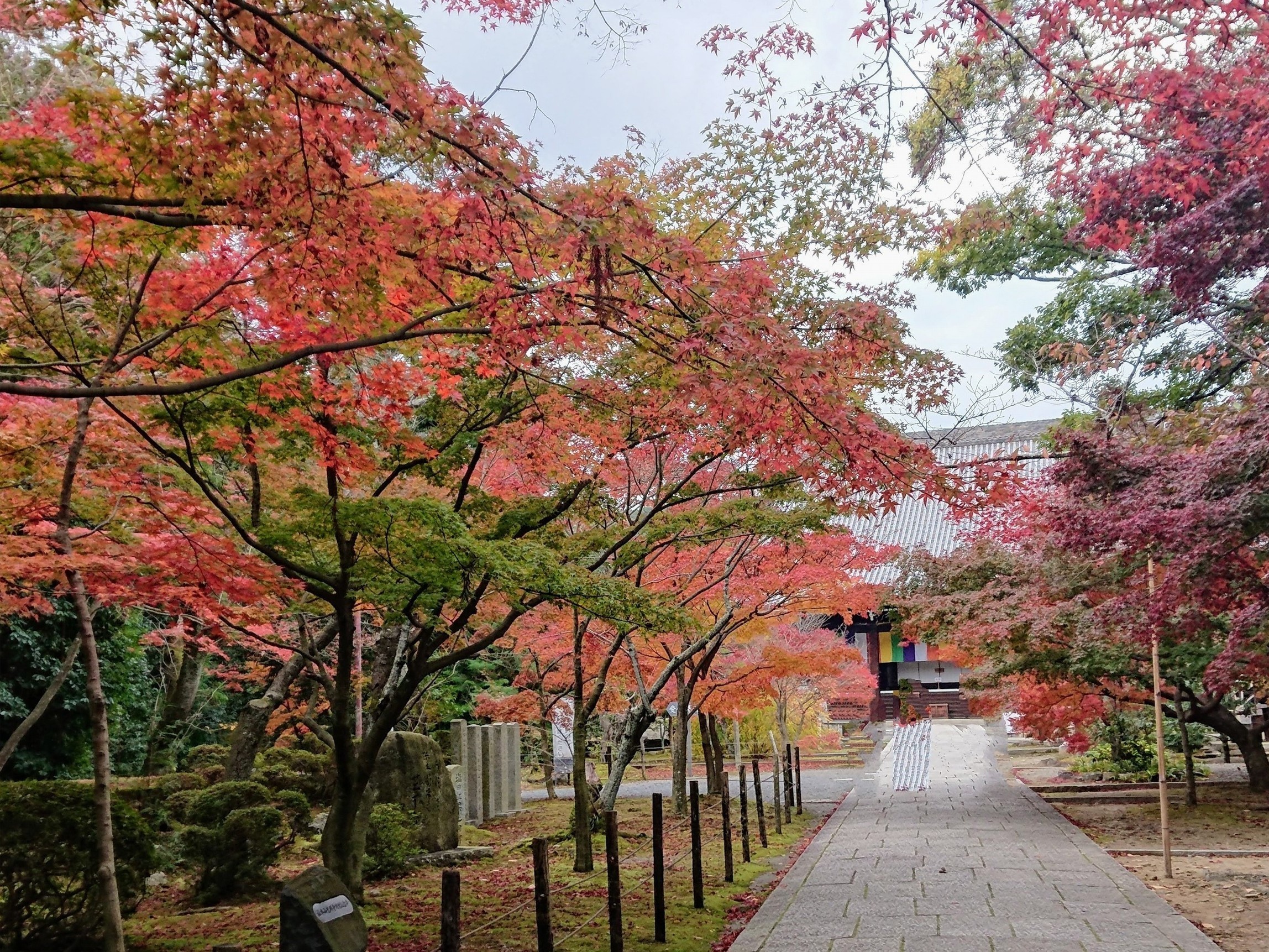 光明寺2　秋