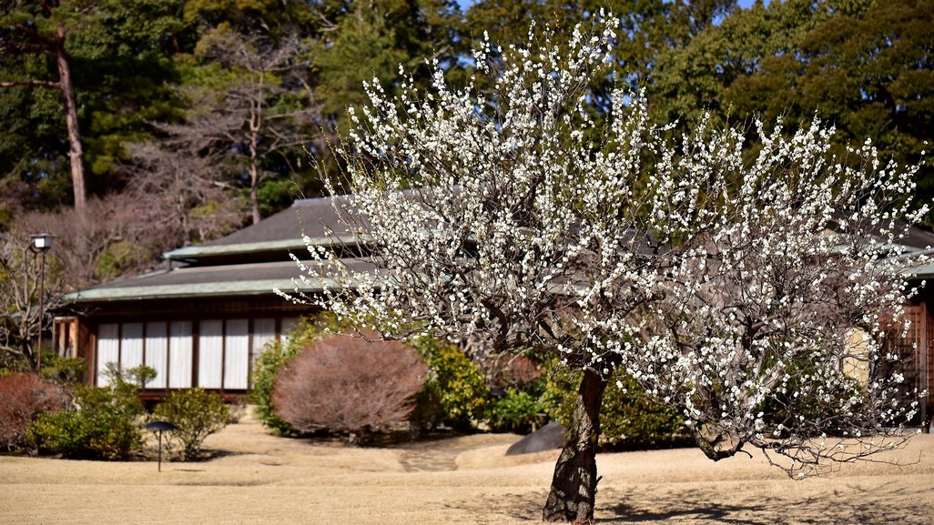 【LUXDAYSセール】純日本旅館で至福のひとときを（お食事処／桜コース）