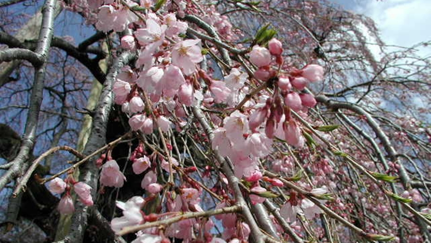 *三春滝桜