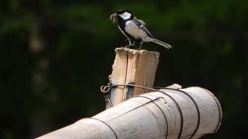 *【野鳥】自然に囲まれた当館には、周辺で様々な野鳥を見ることができます。