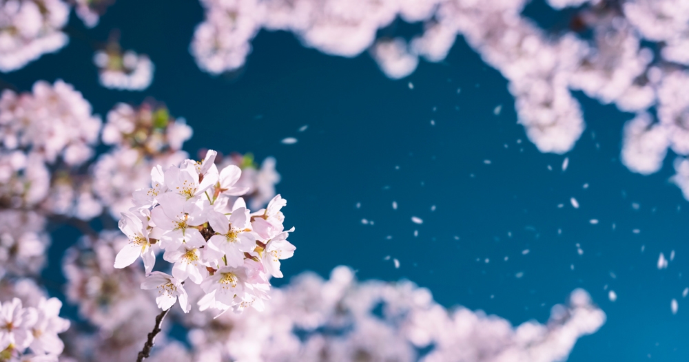 【 8月5・6・7日 限定 】3日間特別企画＊花屋の日＊　桜植樹体験プラン