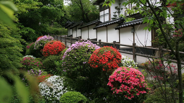 4月下旬から5月初旬は、つつじや、さつきの眺めが格別です