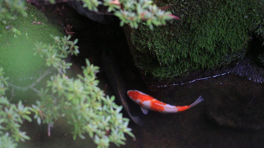 お一人様専用の本館和室　８帖＋踏込