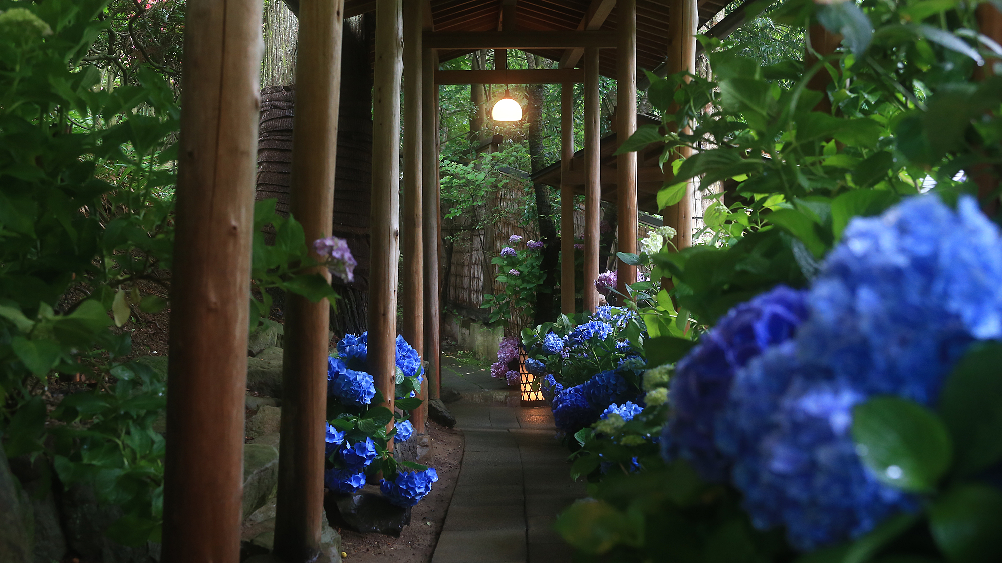6月は紫陽花の回廊さながらの見事な情景を見られます