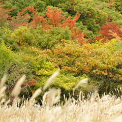 九重紅葉