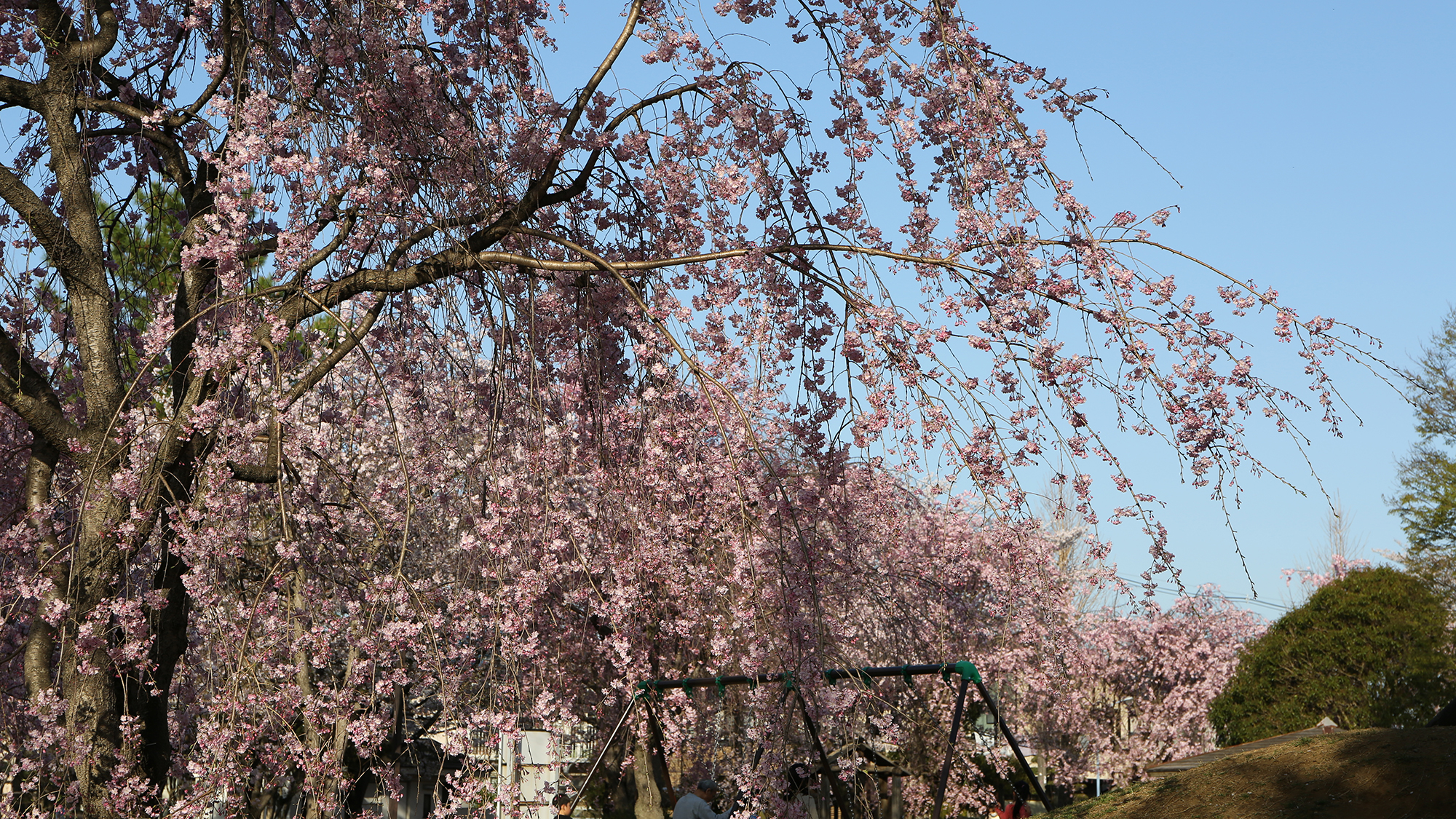 【周辺観光】太田公園の桜