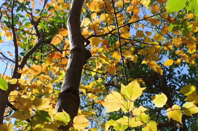 西部林道の紅葉