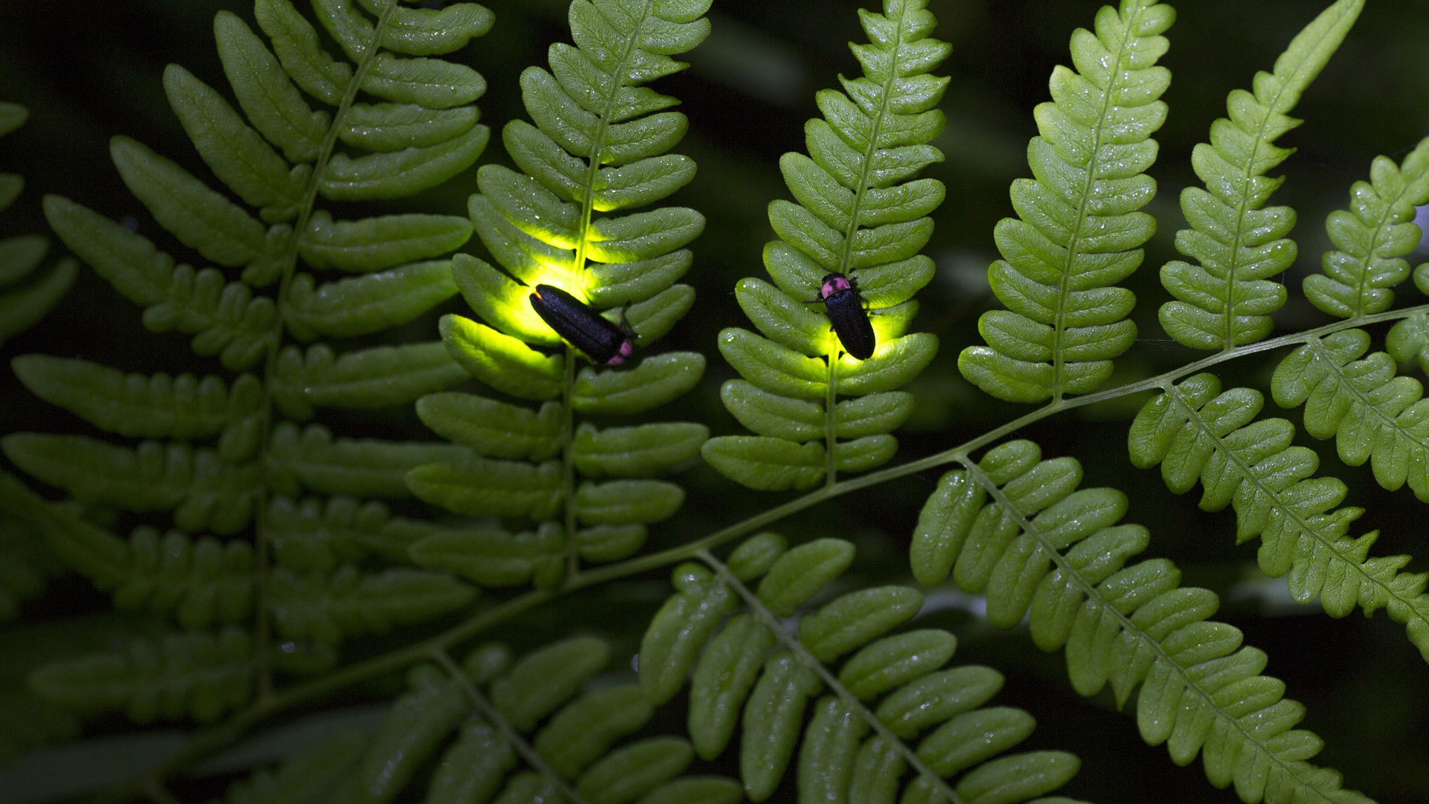 【ホタル観賞♪】田園風景を彩る蛍火の絶景体験★地鶏のすき焼きをたっぷり堪能♪（2食付）