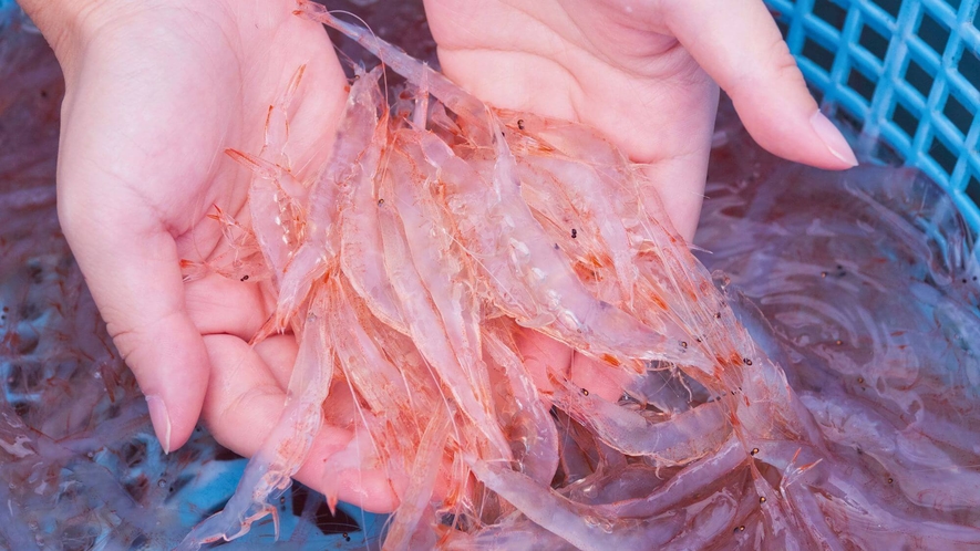 【富山湾の宝石・白海老】鰤・ホタルイカとともに「富山湾3大代表魚」と呼ばれます。