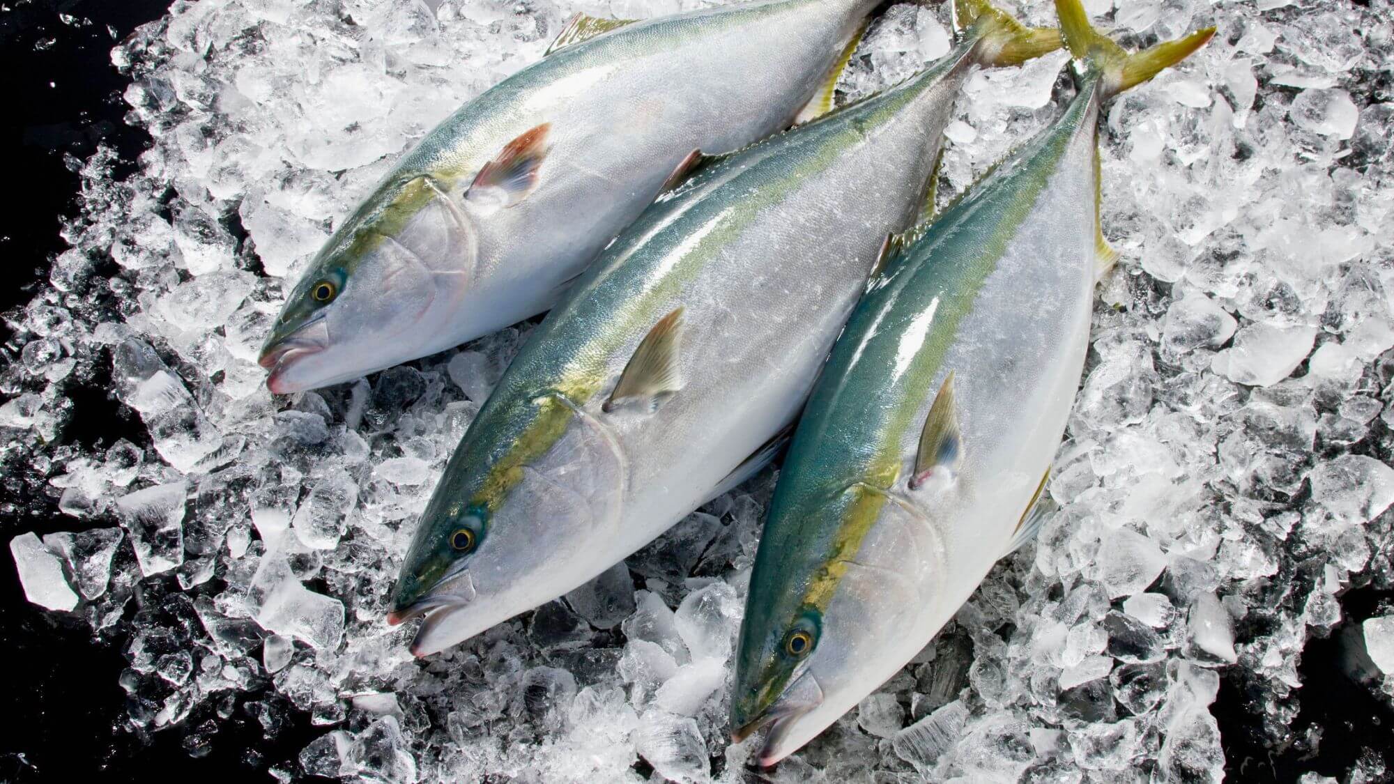 【鰤】富山の冬のご馳走！脂ののった氷見の寒ブリをご堪能ください！